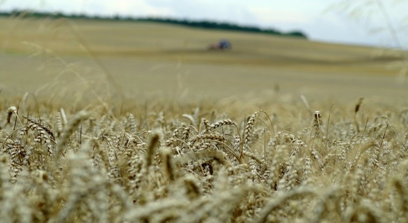 Reakcje na zniesienie przez UE ograniczeń na import zboża z Ukrainy