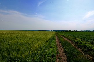Ukraińskie pole